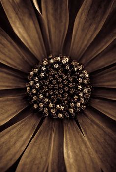 a close up view of a flower in sepia and brown tones by corbi