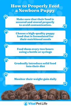 how to properly feed a new born puppy info graphic by vita pet life for dogs and puppies