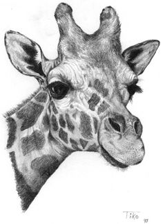 a drawing of a giraffe's head with the title how to draw animals home study course