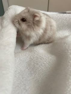 a small hamster sitting on top of a white blanket