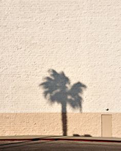 a shadow of a palm tree on the side of a building with words written in it