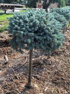 a small blue tree sitting in the middle of a field