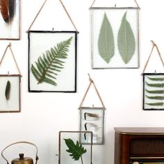 a wall with various framed pictures hanging on it's sides and some plants in the middle