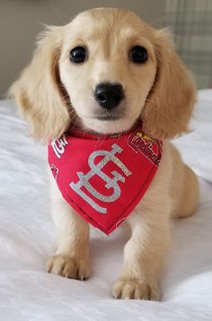 a small dog wearing a bandana on top of a bed