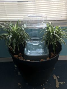 there is a fish bowl with plants in it