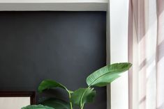 a potted plant sitting on top of a table next to a mirror and window