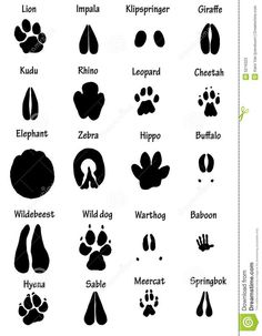 the different animal footprints and their names