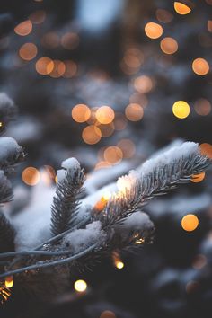 snow covered pine branches with lights in the background