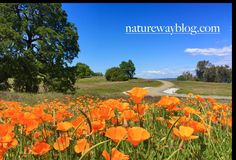 a field full of orange flowers next to a dirt road with trees in the background