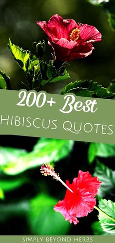 the words, 200 + best hibiscus quotes are in front of green leaves