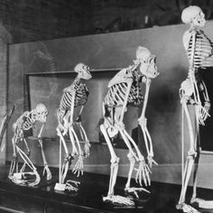 an old black and white photo shows skeletons in various positions on a table, with one skeleton standing behind the other