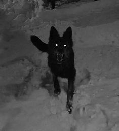 a black dog with glowing eyes walking in the snow at night, looking straight ahead