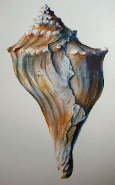 a painting of a sea shell on a white background