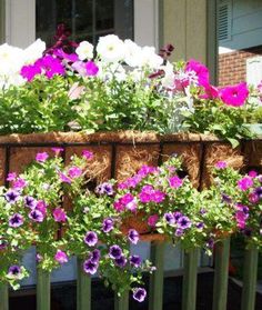 purple and white flowers are growing in a window box