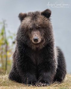 a large brown bear sitting on top of a grass covered field