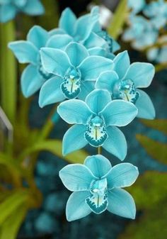 some pretty blue flowers with green leaves in the background