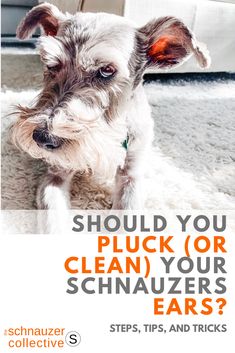 a dog sitting on top of a rug with the words should you pick or clean your schnauzer ears?