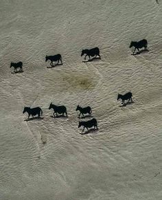 a herd of horses walking across a snow covered field next to the ocean with no one on it