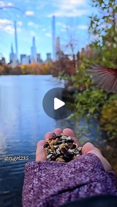 a person holding something in their hand next to a body of water with a bird flying over it