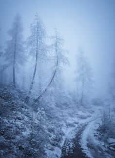 a path in the woods is covered with snow and frosty trees are all around