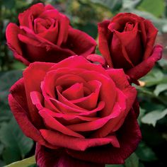 three red roses with green leaves in the background