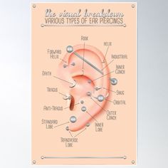 High-quality posters to hang in dorms, bedrooms or offices. Multiple sizes are available. Printed on 185gsm semi gloss poster paper. Additional sizes are available. A complete and comprehensive infographic chart on various ear piercings, their name and where they are. Ear Piercing Chart, Outer Conch, Ear Piercings Chart, Piercing Chart, Types Of Ear Piercings, Chart Infographic, Anti Tragus, Ear Piercing