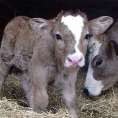 two baby cows standing next to each other in hay