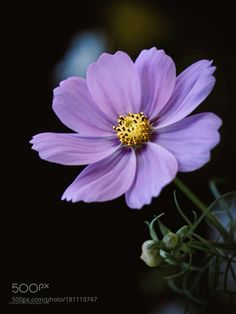 a purple flower with yellow stamen on it's center is shown in front of a black background