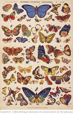 an old book with lots of butterflies on it