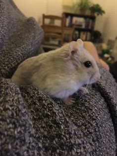 a small rodent sitting on the back of a person's couch in a living room