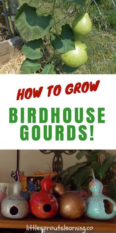 birdhouse gourds with text overlay how to grow birdhouse gourds