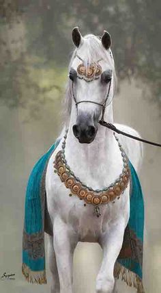 a white horse with a blue blanket on it's back and bridle around its neck