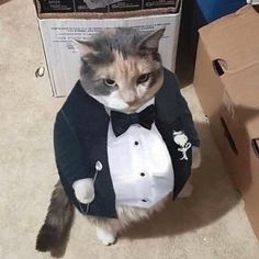 a cat in a tuxedo and bow tie sitting on the floor next to boxes