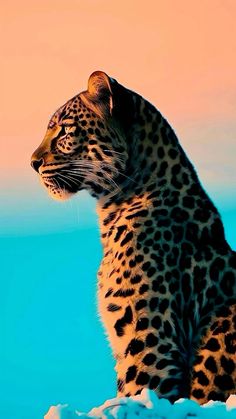 a large leopard sitting on top of snow covered ground