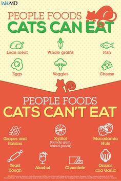 the poster for people who eat cats can't eat is shown in red and green