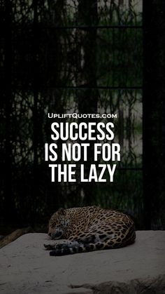 a leopard laying on top of a bed next to a window with the caption success is not for the lazy