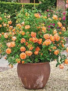 a potted plant with orange flowers in the middle of some gravel and bushes behind it