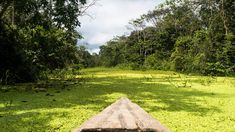 a wooden bench sitting in the middle of a lush green forest filled with lots of trees