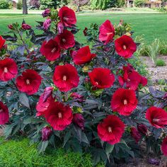 red flowers are blooming in the garden