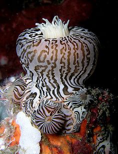 an animal that is sitting on top of some coral