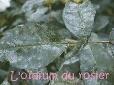 a leaf that is on top of a tree with the words londium du rosier