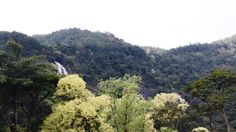 trees in the foreground with a waterfall in the background