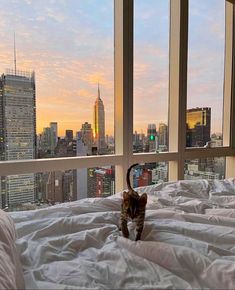 a cat walking across a bed in front of a large window with city skyline outside