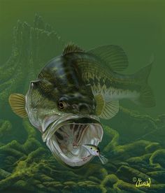 a fish with it's mouth open in the water