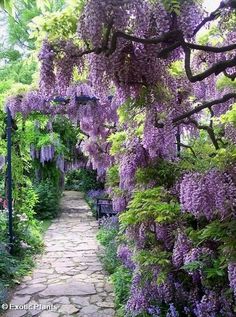 purple flowers are blooming on the trees and in the bushes, along with stone walkways