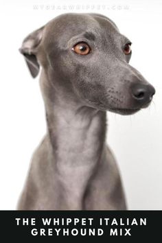 Whippet Italian Greyhound Mix Italian Whippet, The Hound, Medium Sized Dogs, Italian Greyhound, Family Pet