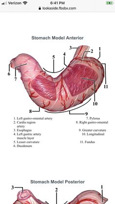 the anatomy of the stomach and its major muscles are shown in this diagram, which shows the