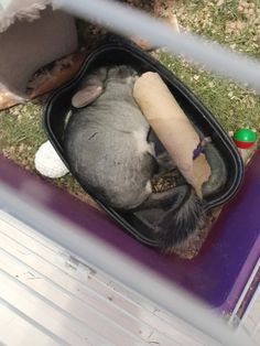 a cat sleeping in a purple container with a roll of paper sticking out of it