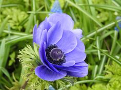 a blue flower is growing in the grass