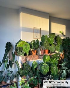 Bringing the outdoors indoors: incorporate indoor house plants Popup Event, Indoor House Plants, House Concept, Jungle House, Trendy Plants, Indoor Jungle, House Plants Indoor, Real Plants